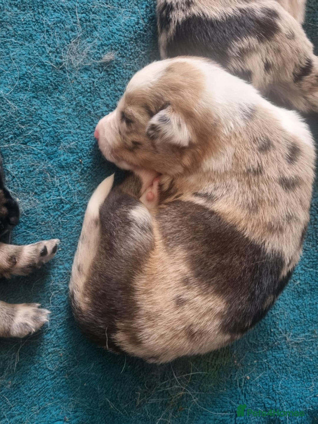 Border Collie dogs for sale: new litter of border collie pups for sale  - Image 5