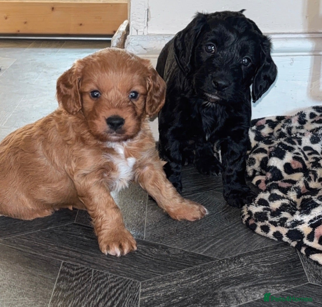 Cockapoo dogs Cockerpoo  - Advert 7