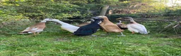 Ducks poultry for sale: Unsexed Indian Runner Ducklings + Fertile Eggs - Advert 10