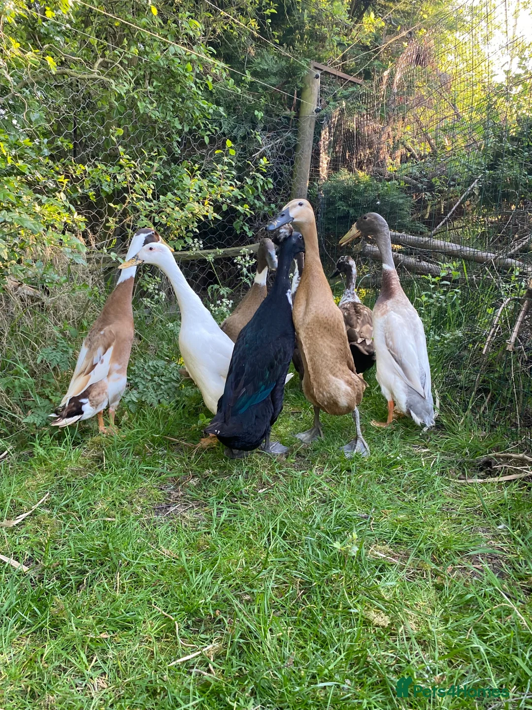 Ducks poultry for sale: Unsexed Indian Runner Ducklings + Fertile Eggs - Advert 10