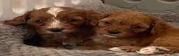 Cavapoo dogs for sale: 🐩🐶🐾FULLY HEALTH CLEAR F1 CAVAPOO🐾🐶🐩  - Advert 6