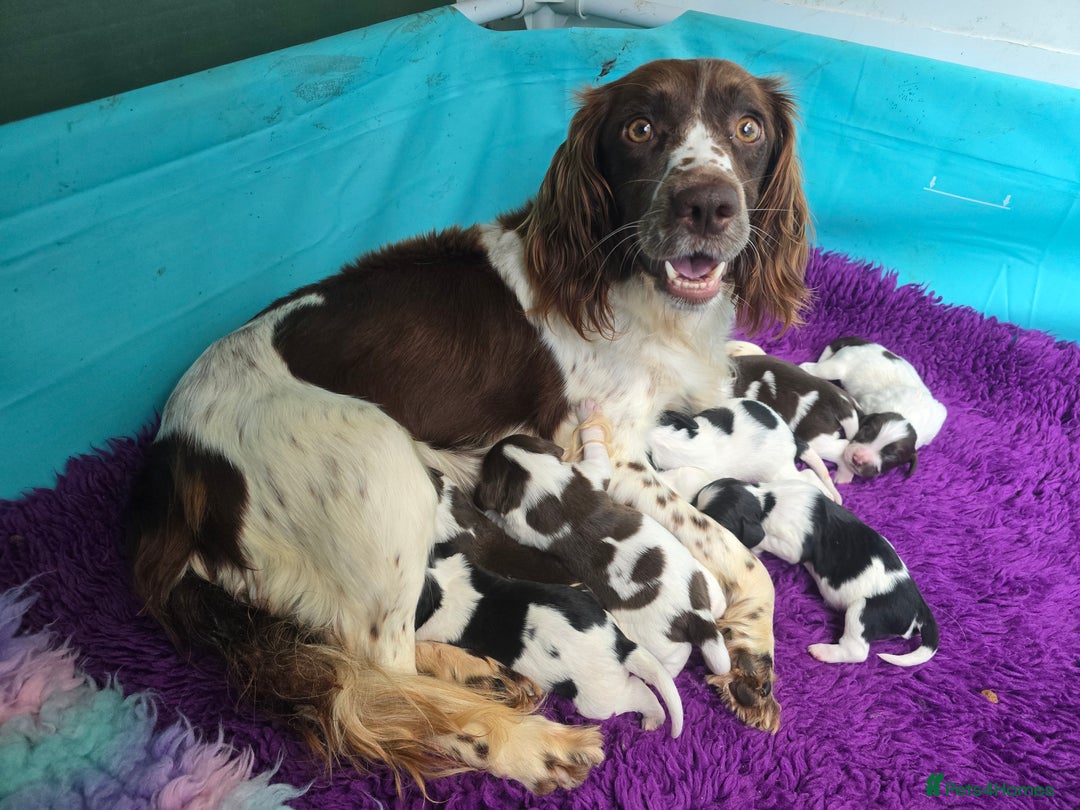 English Springer Spaniel dogs for sale: KC clear DNA vax vetted Springer Pups - Image 1