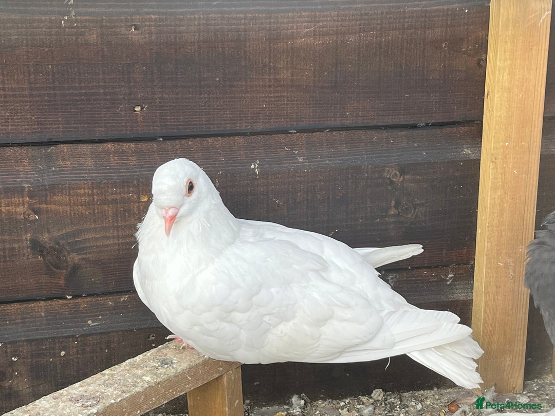 Pigeons birds for sale: Fantail Doves - Image 2