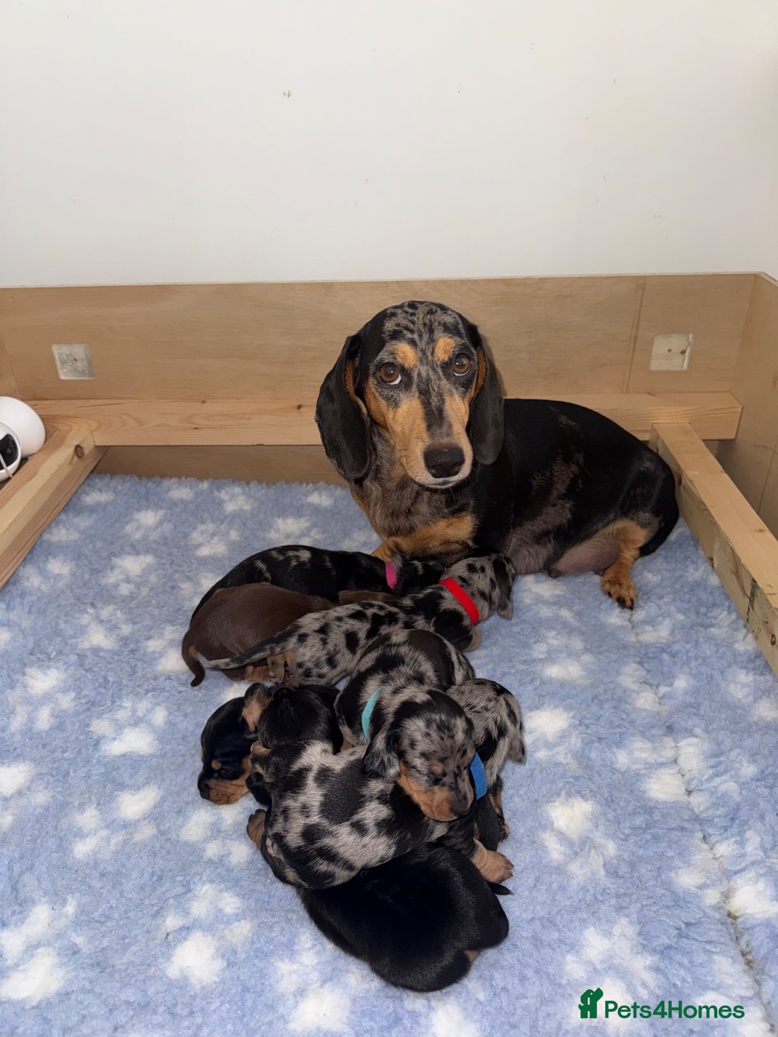 Dachshund dogs Beautiful Dachshund Puppies 💗🐾 - Advert 1
