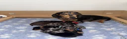 Dachshund dogs for sale: Beautiful Dachshund Puppies 💗🐾 - Advert 1