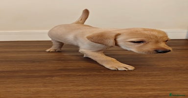 Labrador Retriever dogs - Advert 13
