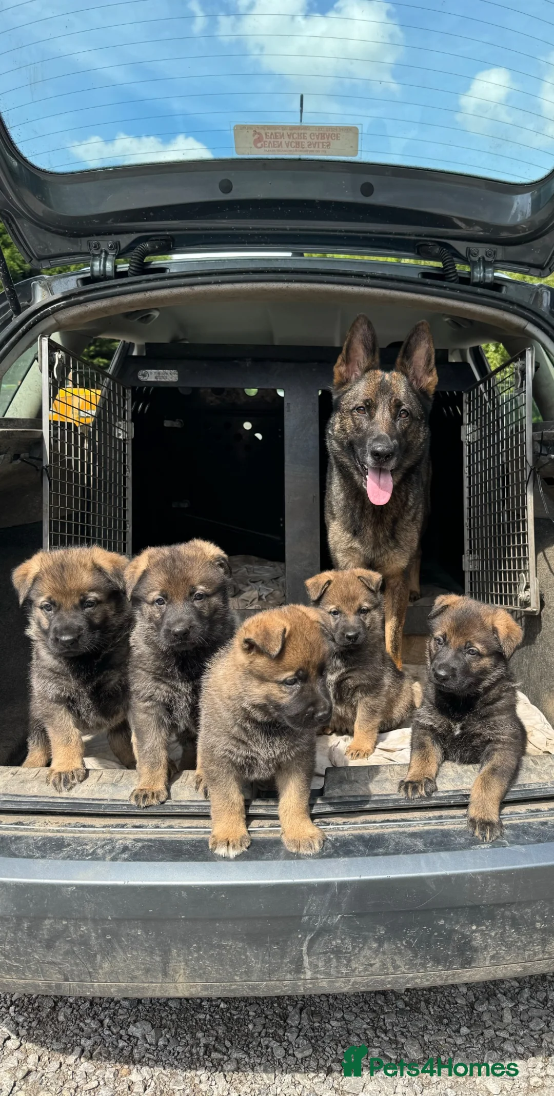German Shepherd dogs for sale: Working lines German shepherd  - Advert 1