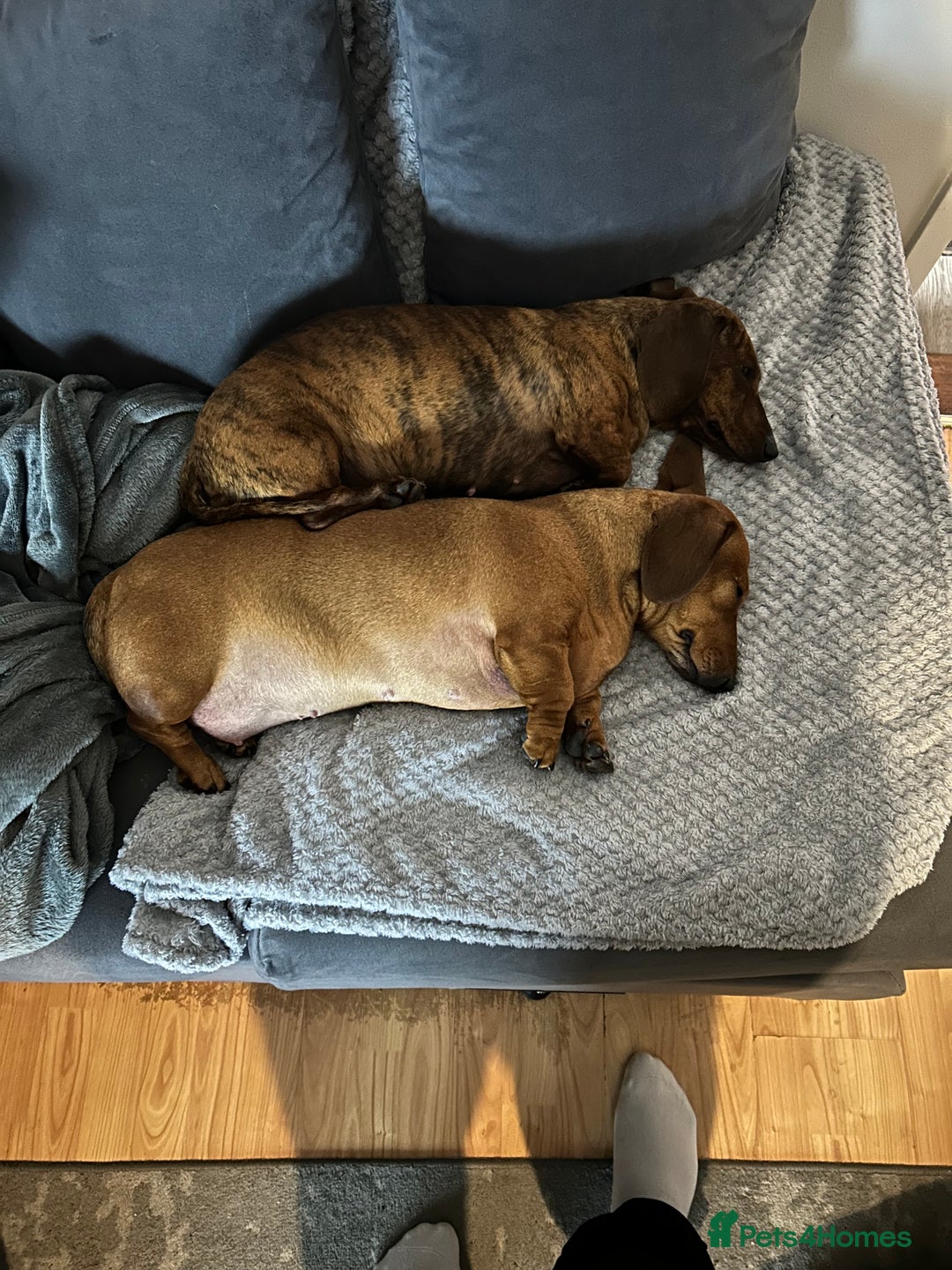 Miniature Dachshund dogs for sale: (URGENT) Miniature Dachshunds - Advert 1