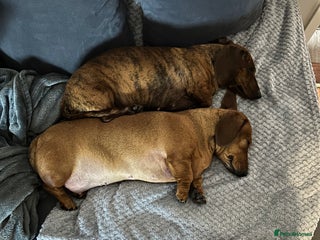 Miniature Dachshund dogs (URGENT) Miniature Dachshunds - Advert 1