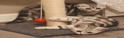 Scottish Fold cats for sale: Last Scottish Straight Silver Tabby Boy Available - Advert 21