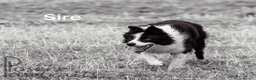 Border Collie dogs for sale: Border Collie Pups in Lancaster - Advert 4
