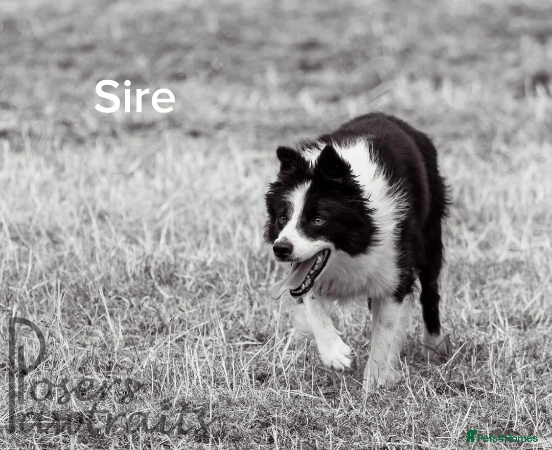 Border Collie dogs for sale: Border Collie Pups in Lancaster - Advert 4
