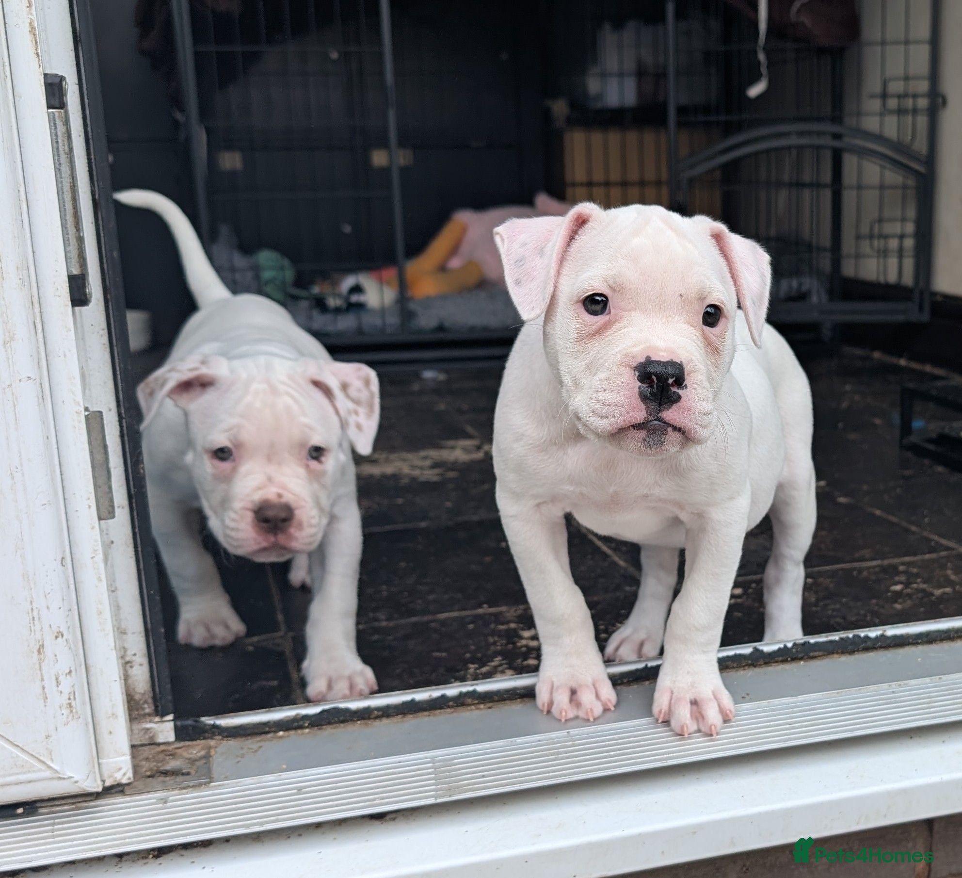 American Bulldog dogs Johnson American bulldog puppies - Advert 2