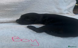 Cocker Spaniel dogs for sale: 9 beautiful cocker spaniel puppies - Image 5