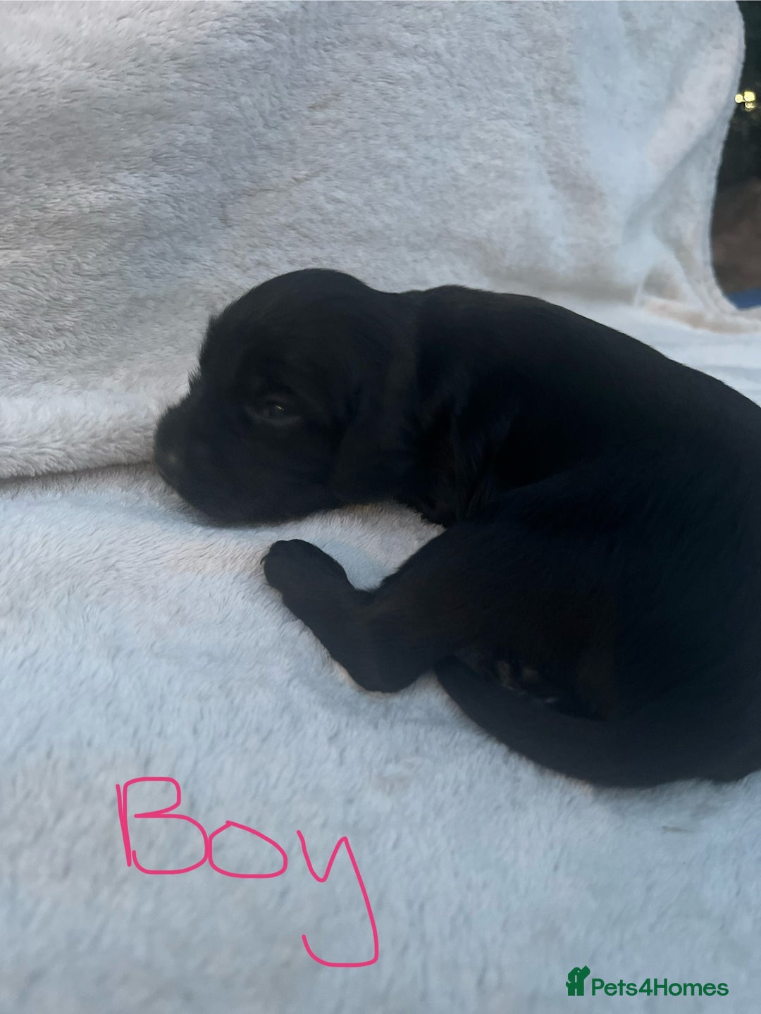 Cocker Spaniel dogs for sale: 9 beautiful cocker spaniel puppies - Image 5
