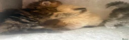 Persian cats for sale: 3 Persian female kittens Delivery Available  - Advert 5