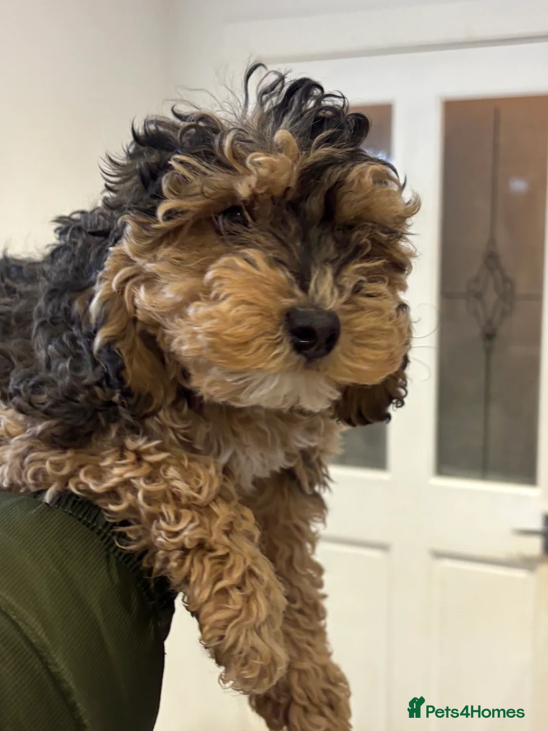 Cockapoo dogs for sale: Toy cockerpoo  - Advert 3