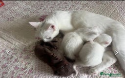 Mixed Breed cats for sale: gorgeous brother kittens 🐾 - Image 4