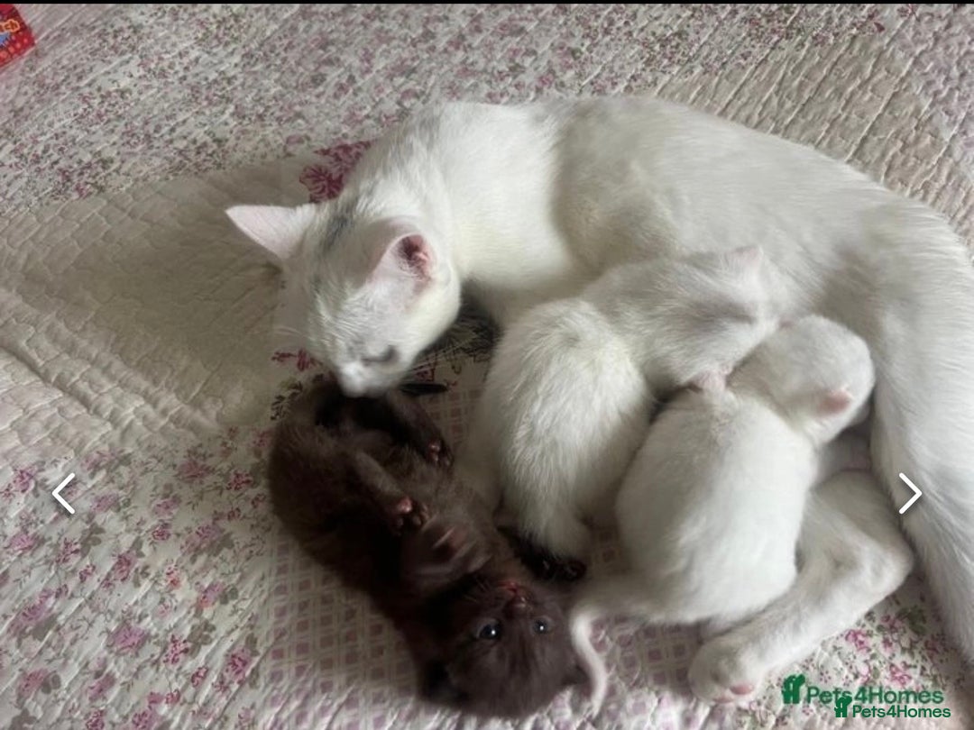 Mixed Breed cats for sale: gorgeous brother kittens 🐾 - Image 4