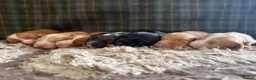 Cocker Spaniel dogs for sale: Stunning Cocker Spaniels  - Advert 3