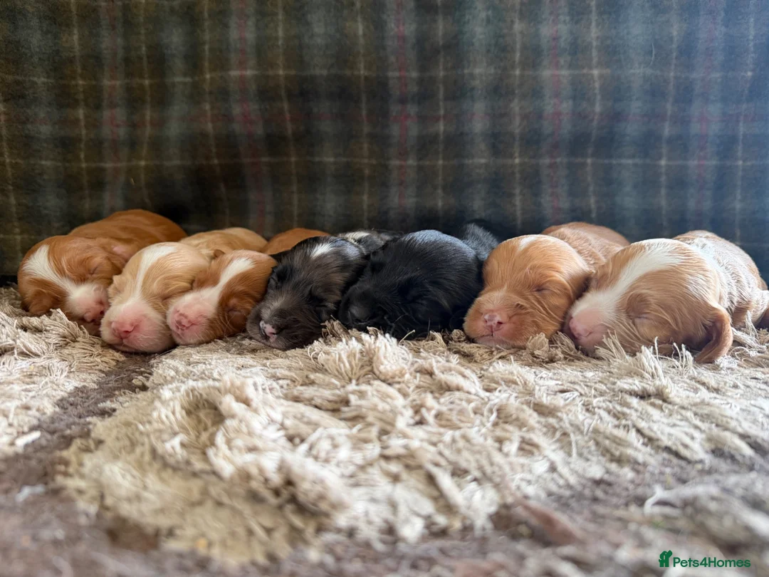 Cocker Spaniel dogs for sale: Stunning Cocker Spaniels  - Advert 3