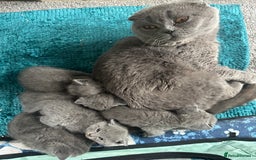 Scottish Fold cats for sale: Beautiful Scottish folds and straights kittens🎀 - Image 9