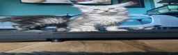 Maine Coon cats for sale: Purebreed maine coon females ❤️❤️  - Advert 9