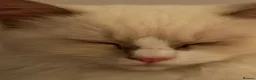 Ragdoll cats for sale: Most Affectionate, Gentle, Rare Colour Ragdoll - Advert 8
