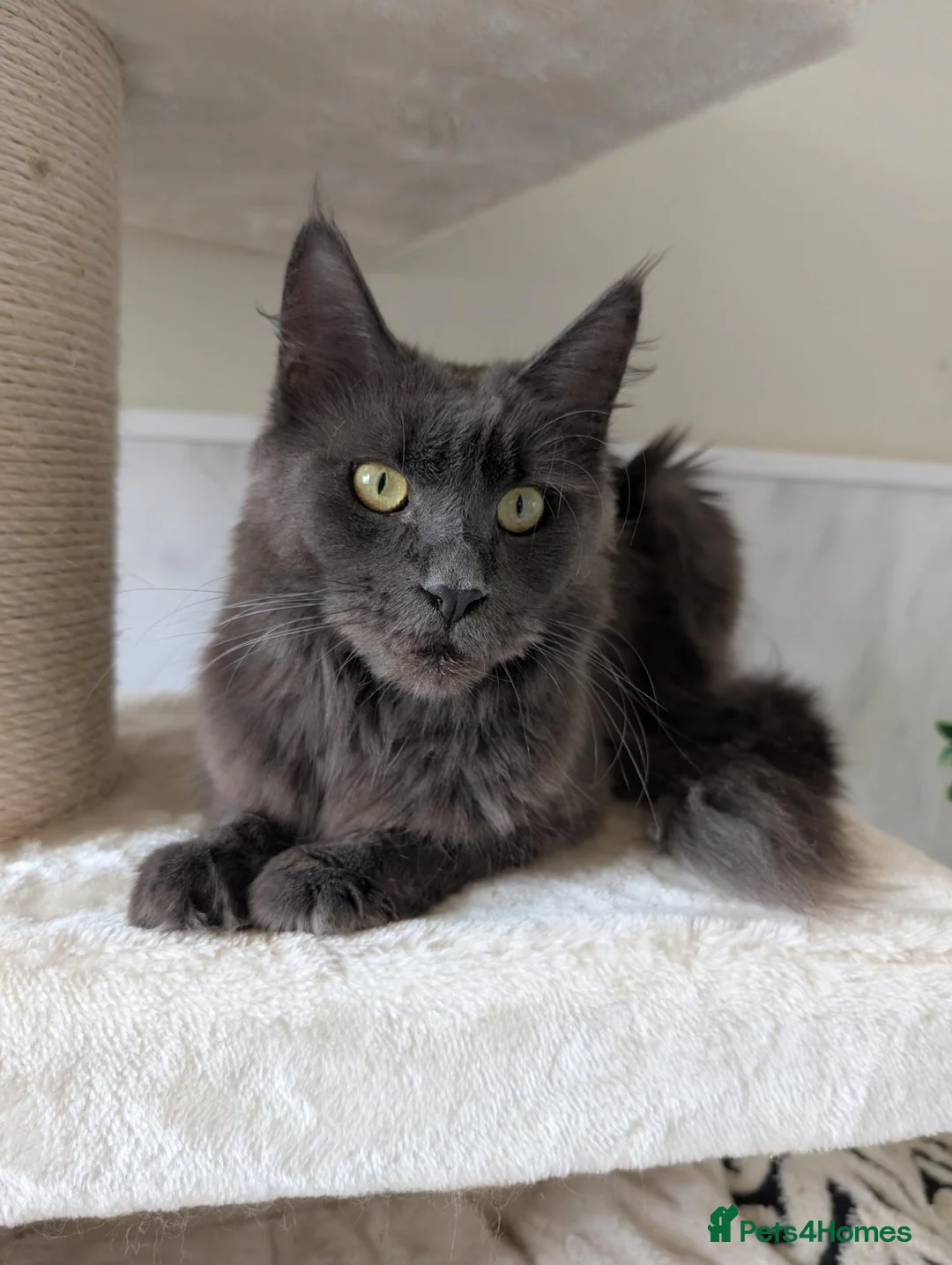 Maine Coon cats for sale: 4 Tica pedigree Maine coon kittens - Advert 22