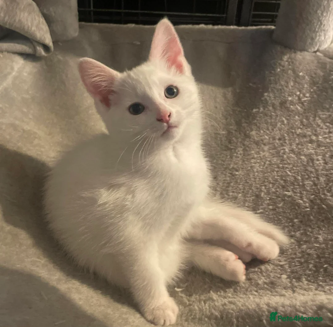 Maine Coon cats for sale: 1/2 mainecoon kittens  - Advert 9