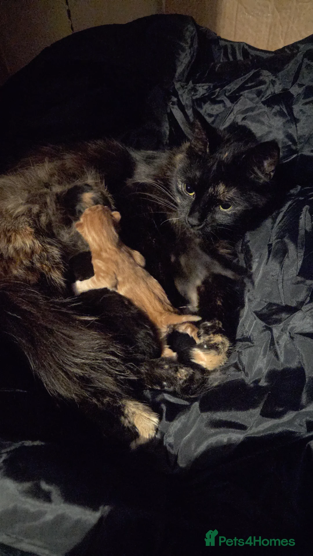 British Shorthair cats for sale: 3 female tortoiseshell kittens in Farnborough - Advert 2