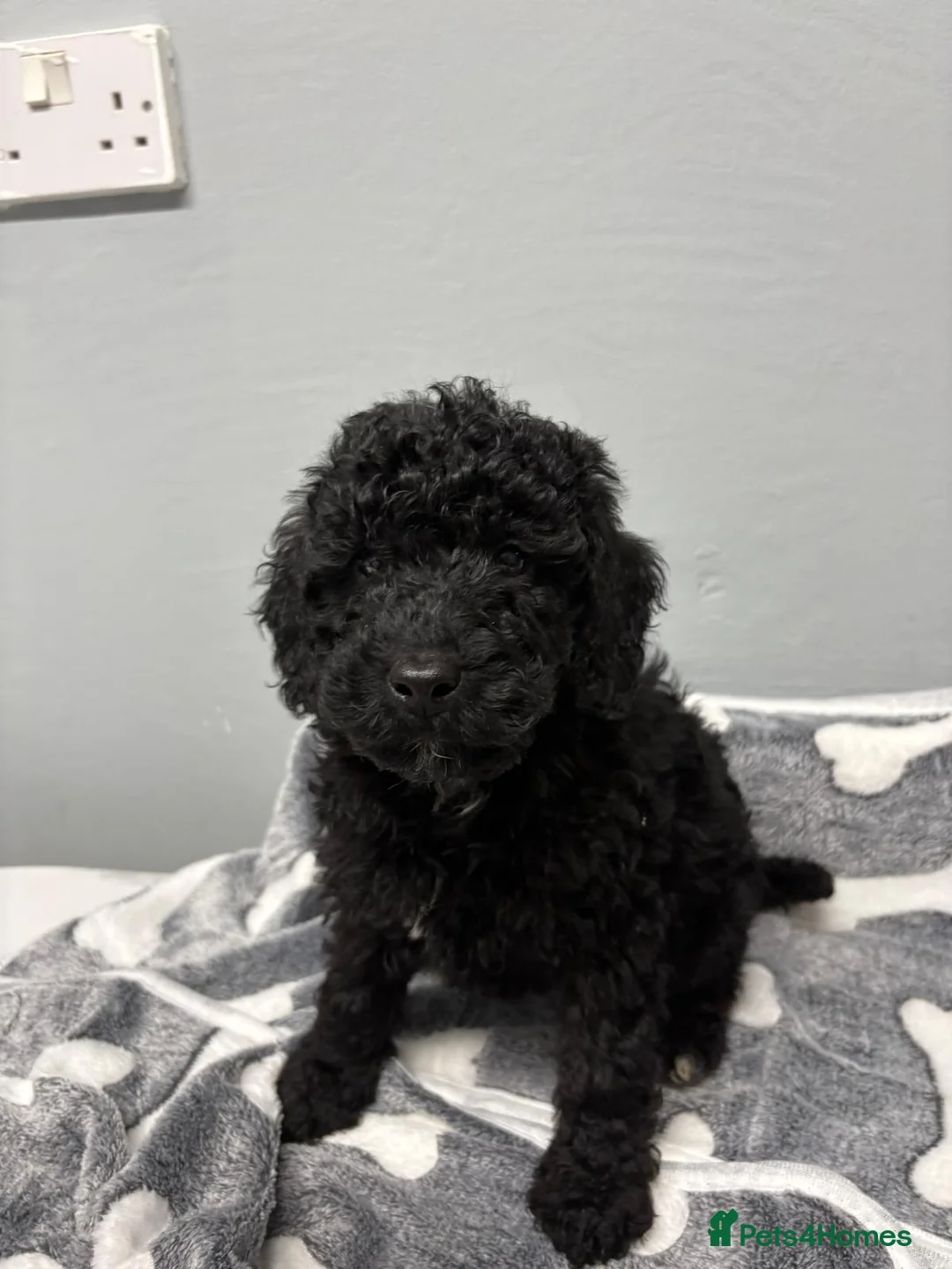 Cockapoo dogs for sale: 6 beautiful Cockapoo puppies  - Advert 3