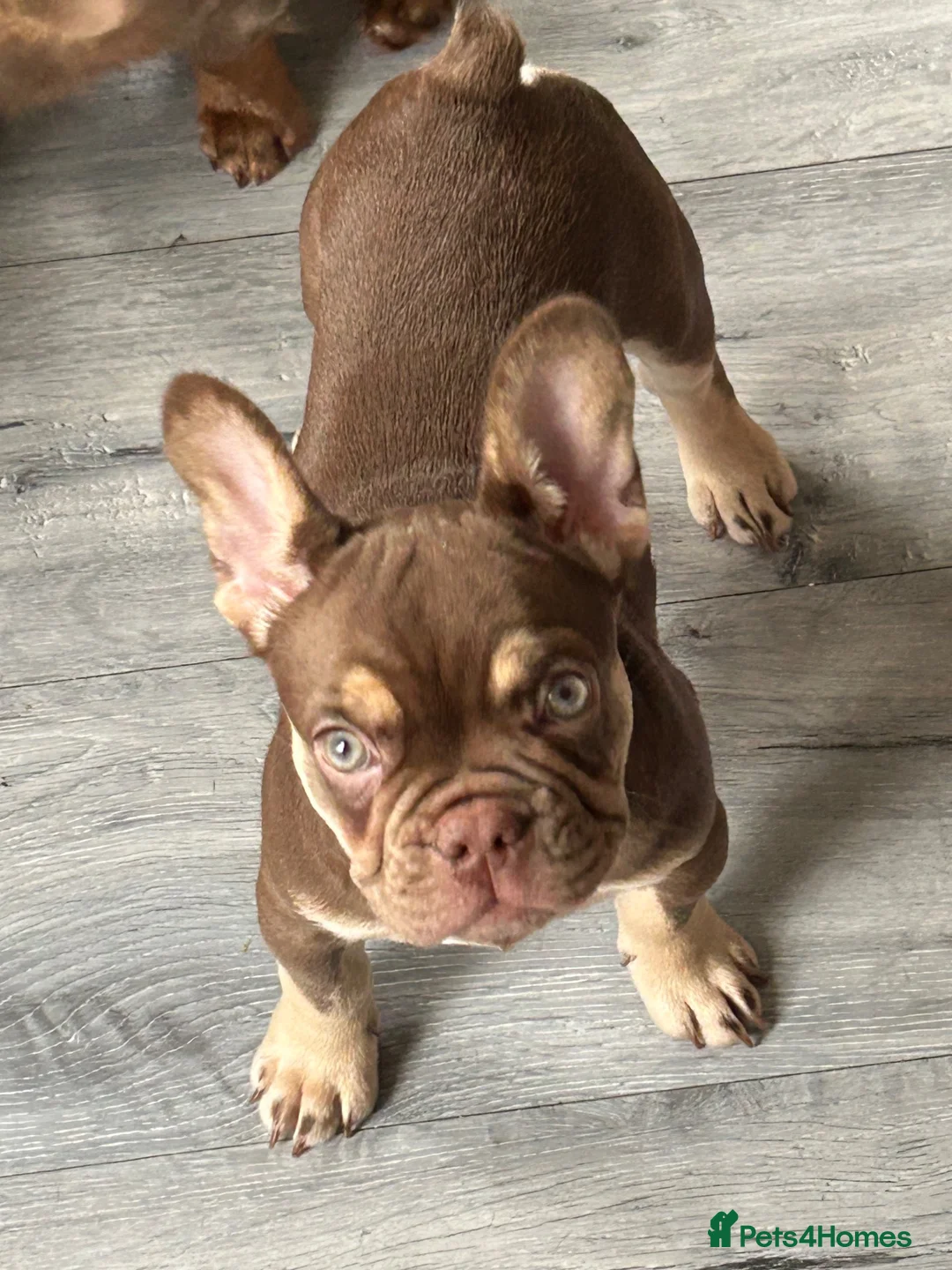 French Bulldog dogs for sale: Stunning rogo girl - Advert 2