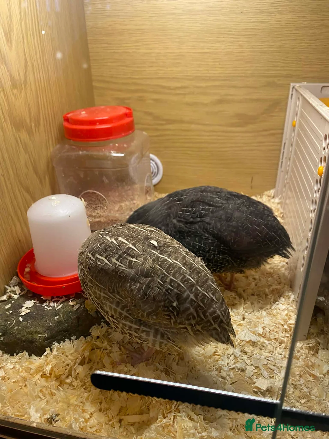 Mixed Breed birds for sale: Cortex Quails - Mixed Male & Female - Advert 2