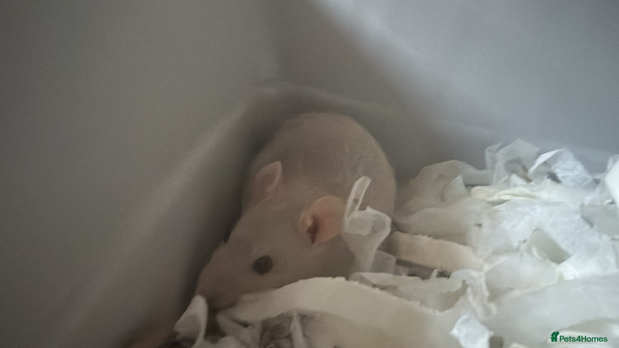 Rat rodents 1 dumbo and 1 fancy rat,cage, toys and 2 bags food - Advert 2