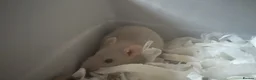 Rat rodents for sale: 1 dumbo and 1 fancy rat,cage, toys and 2 bags food - Advert 2