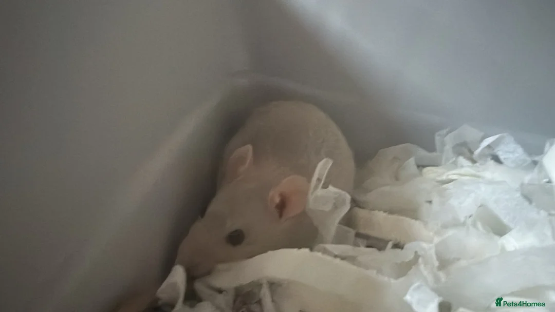 Rat rodents for sale: 1 dumbo and 1 fancy rat,cage, toys and 2 bags food - Advert 2