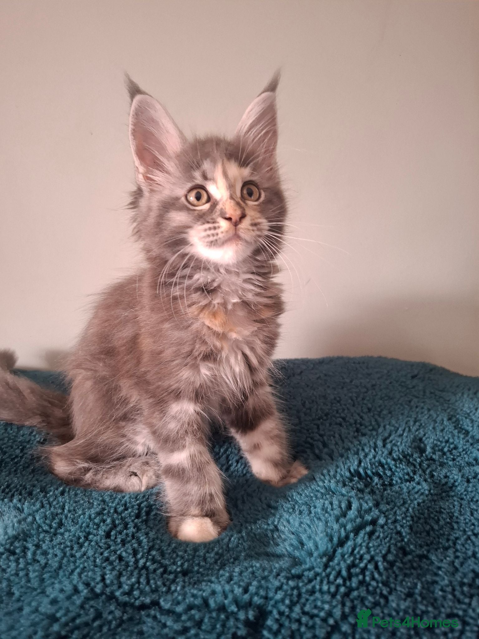 Maine Coon cats Tica registered Maine coon kittens - Advert 1
