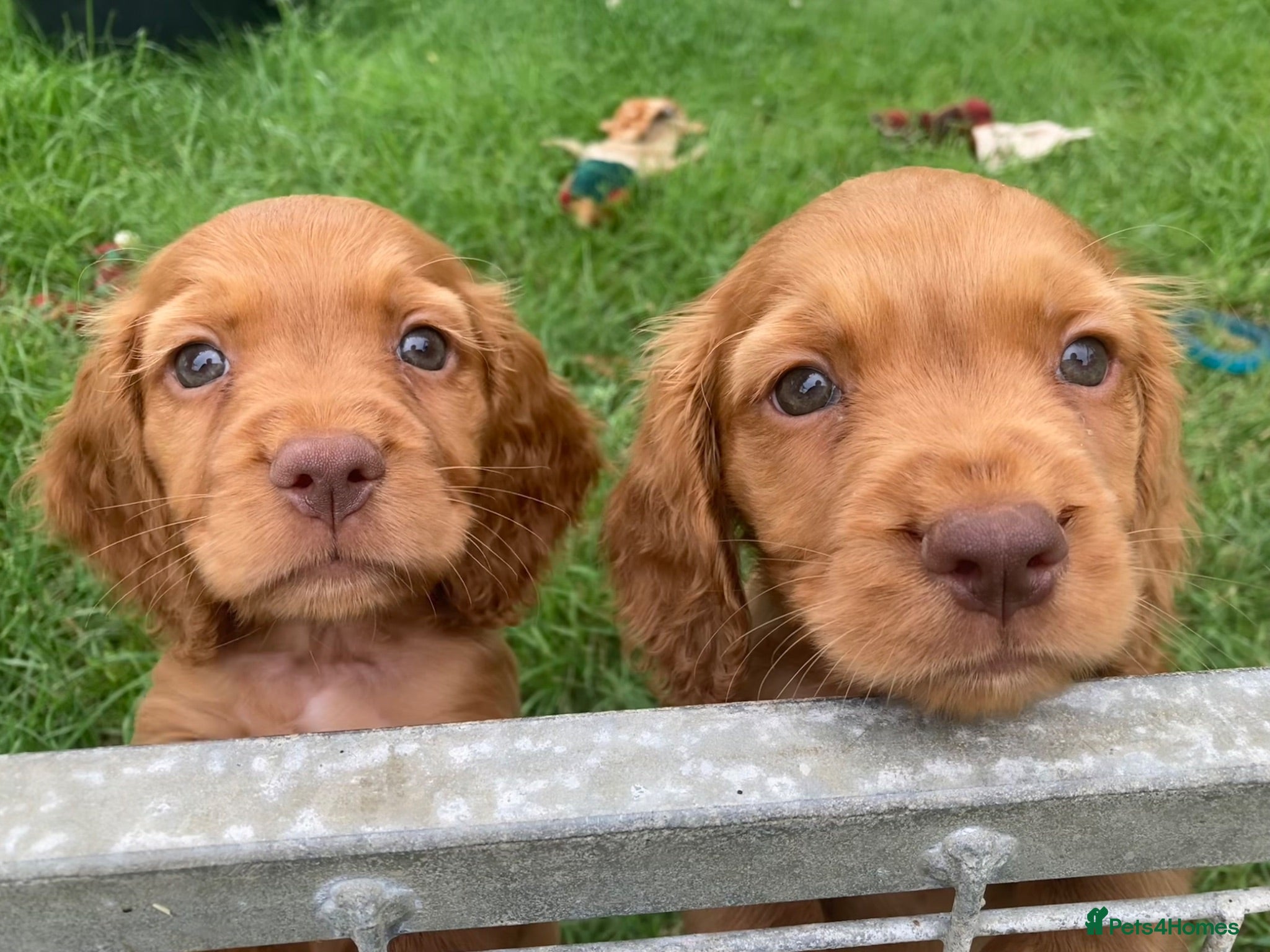 Cocker Spaniel dogs Cocker Spaniel puppies  - Advert 19