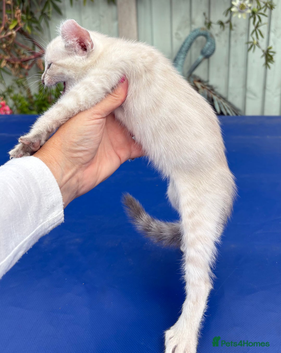 Bengal cats for sale: Gob smacking rare kittens  - Image 34