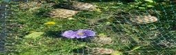 Tortoise reptiles for sale: Horsfield tortoises  - Advert 5