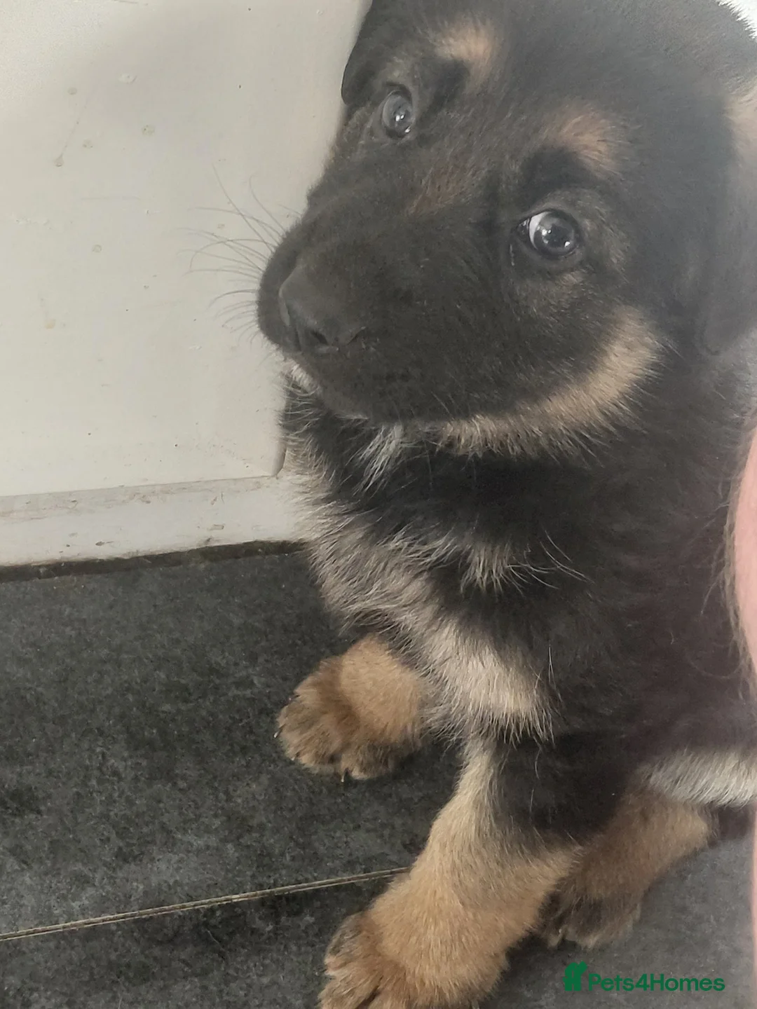 German Shepherd dogs for sale: German Shepherd pups - Advert 1