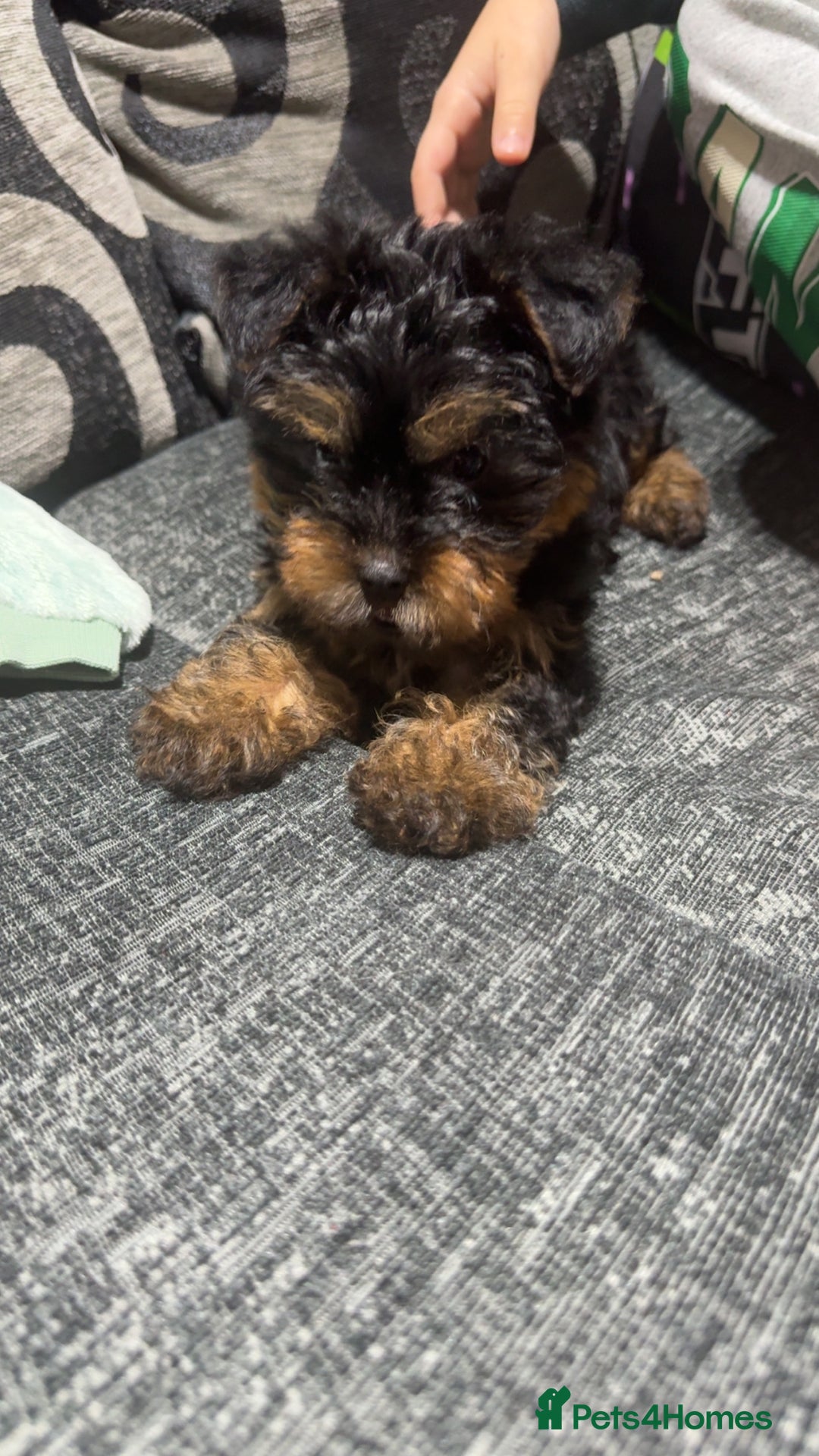 Yorkshire Terrier dogs for sale: 🐾 Adorable Yorkshire Terrier Puppy 🐶 - Advert 1