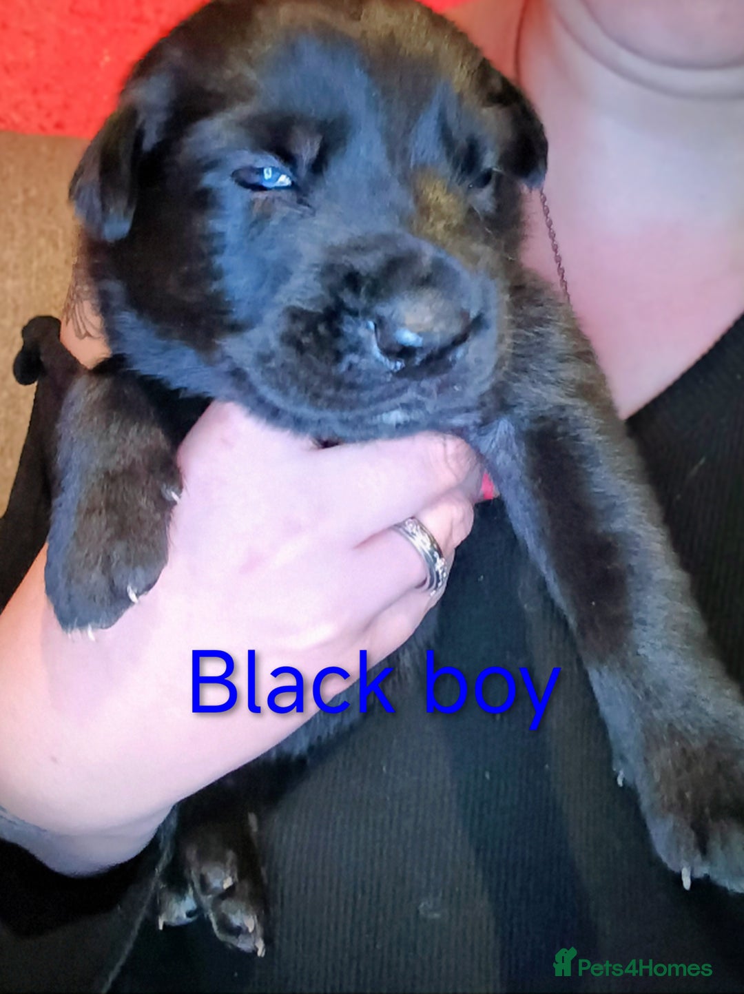Mixed Breed dogs for sale: 5 tamaskan x pups  - Image 3