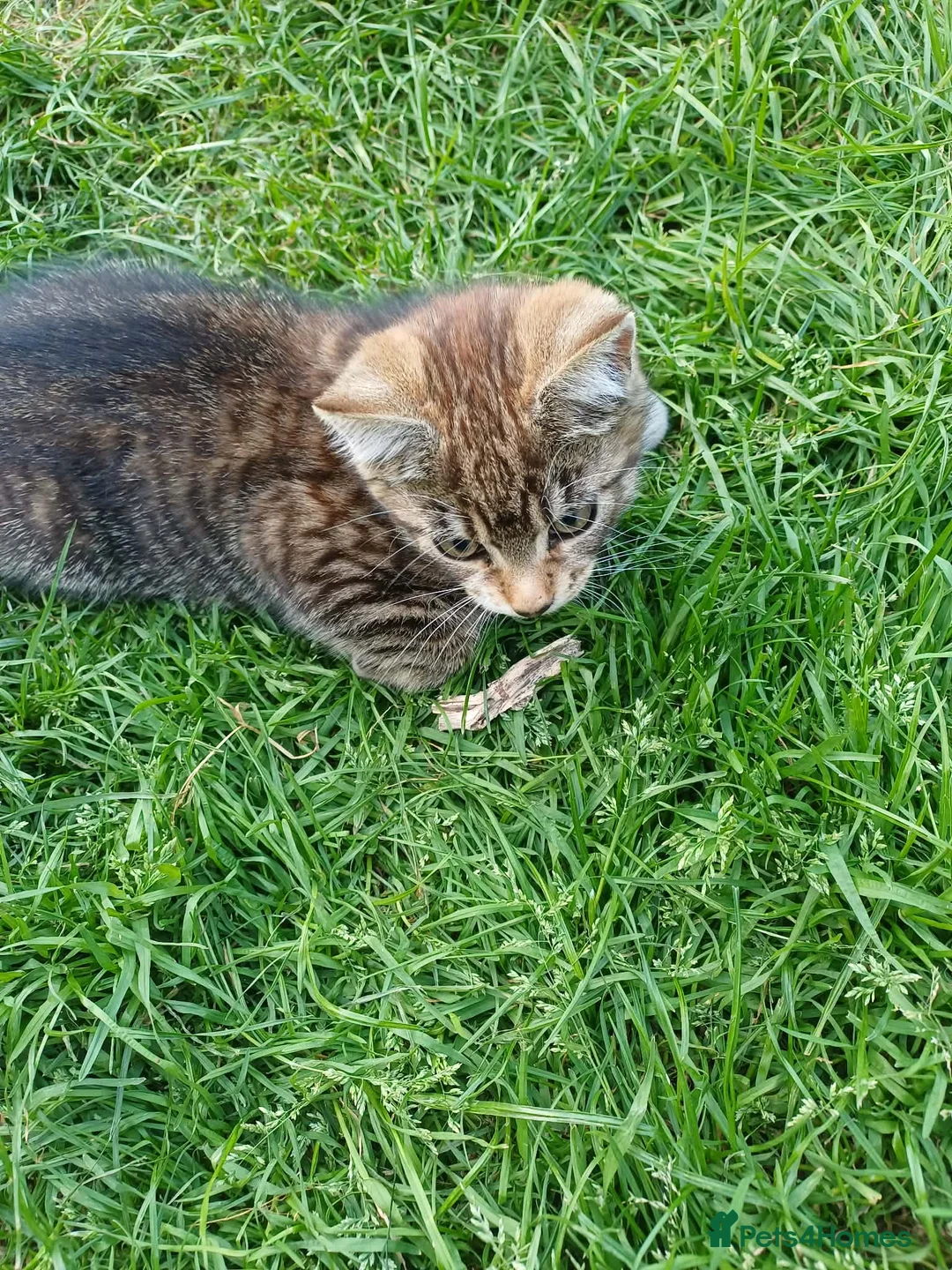 Mixed Breed cats for sale: Kitten  - Advert 1