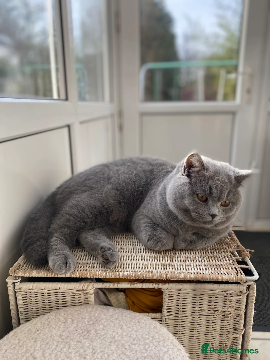British Shorthair cats for stud: British Shorthair Fluffy Stud  in Colchester - Advert 4