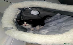 Mixed Breed cats for sale: Male kittens 10 weeks old - Image 2