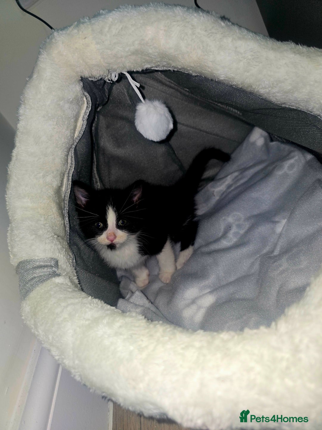 Mixed Breed cats for sale: Male kittens 10 weeks old - Image 2