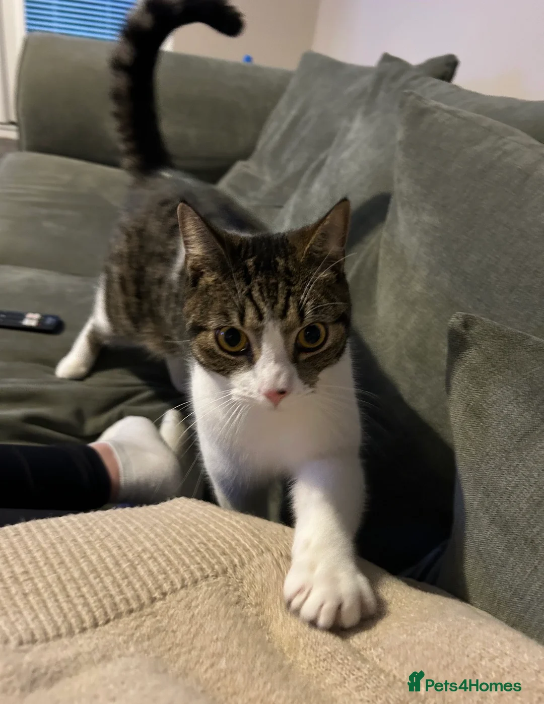 Mixed Breed cats for sale: 1 Year old male cat - Advert 2