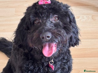 Cockapoo dogs Female Cookapoo for lovely family home - Advert 1